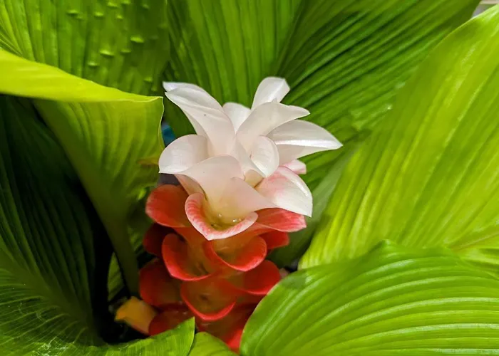 Hilo Luxury Suite
